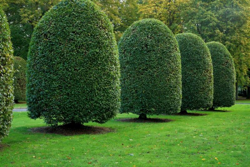 Le moutonnement des haies &agrave; Gu&eacute;rande, une technique pour un jardin unique