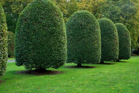 Le moutonnement des haies &agrave; Gu&eacute;rande, une technique pour un jardin unique